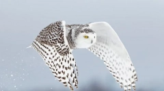 Очарователни факти за полярната бухал